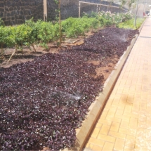 Automatic micro irrigation systems